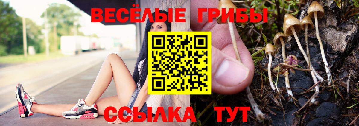 Псилоцибиновые грибы Psilocybe Ставрополь